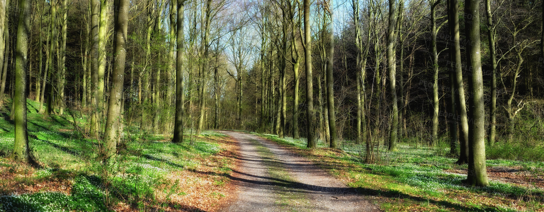 Buy stock photo Scenic view of a lush green forest in springtime with tall trees, branches and fresh air along a dirt road. Peaceful, zen morning in a beautiful jungle, nature in harmony with silent calming features