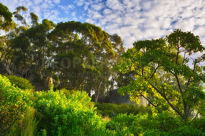 Buy stock photo Lush green trees growing tall against a blue sky background with copyspace in a peaceful forest. Quiet harmony and beauty in nature found in a hidden, scenic woods. Beautiful soothing zen park  