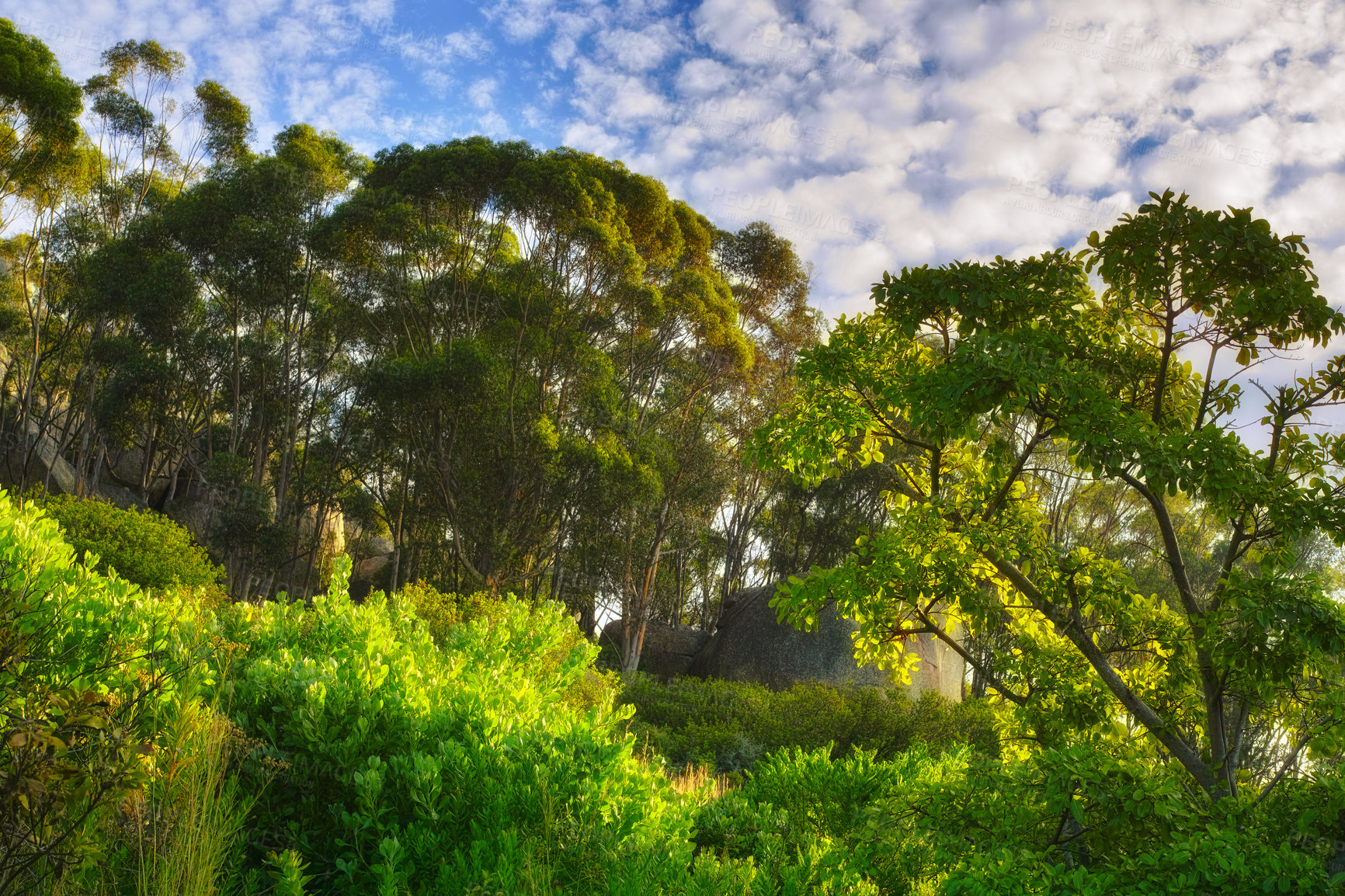 Buy stock photo Lush green trees growing tall against a blue sky background with copyspace in a peaceful forest. Quiet harmony and beauty in nature found in a hidden, scenic woods. Beautiful soothing zen park  