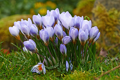 Buy stock photo Closeup of fresh Crocus flowers growing on a lawn or garden. A bunch of purple flowers in a forest, adding to the beauty in nature and peaceful ambience of outdoors. Flowerhead blooms in zen backyard