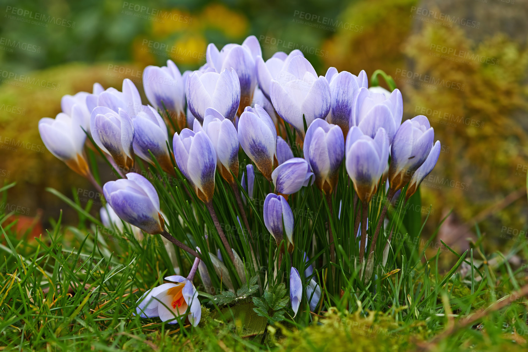 Buy stock photo Closeup of fresh Crocus flowers growing on a lawn or garden. A bunch of purple flowers in a forest, adding to the beauty in nature and peaceful ambience of outdoors. Flowerhead blooms in zen backyard