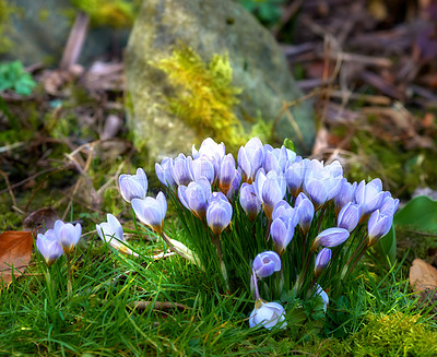 Buy stock photo Beautiful crocus blooming in forest on a sunny day. Illuminated purple flowers symbolizing rebirth and romantic devotion. Blossoming wild plant growing in the woods surrounded by vibrant grass 