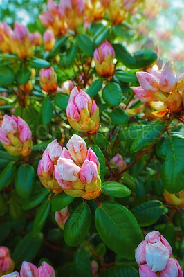 Buy stock photo Rhododendron, flower and buds in garden outdoor with spring bloom, vibrant colour and plant growth. Floral, nature and blossom with sustainable development, natural ecology and environment landscape