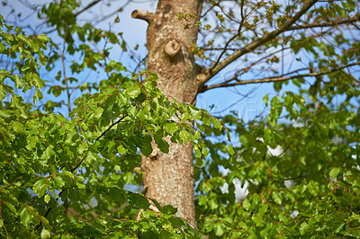 Buy stock photo A tall tree growing in a lush green forest, peaceful soothing beauty in nature. Closeup of wooden texture and patterns of bark in a woodland, with hidden peace, soothing, calming views