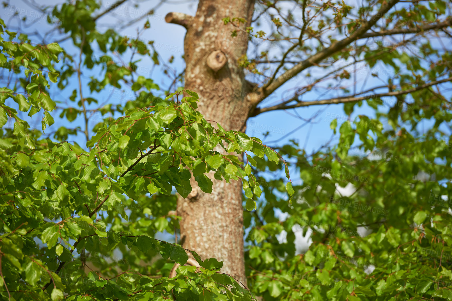 Buy stock photo A tall tree growing in a lush green forest, peaceful soothing beauty in nature. Closeup of wooden texture and patterns of bark in a woodland, with hidden peace, soothing, calming views