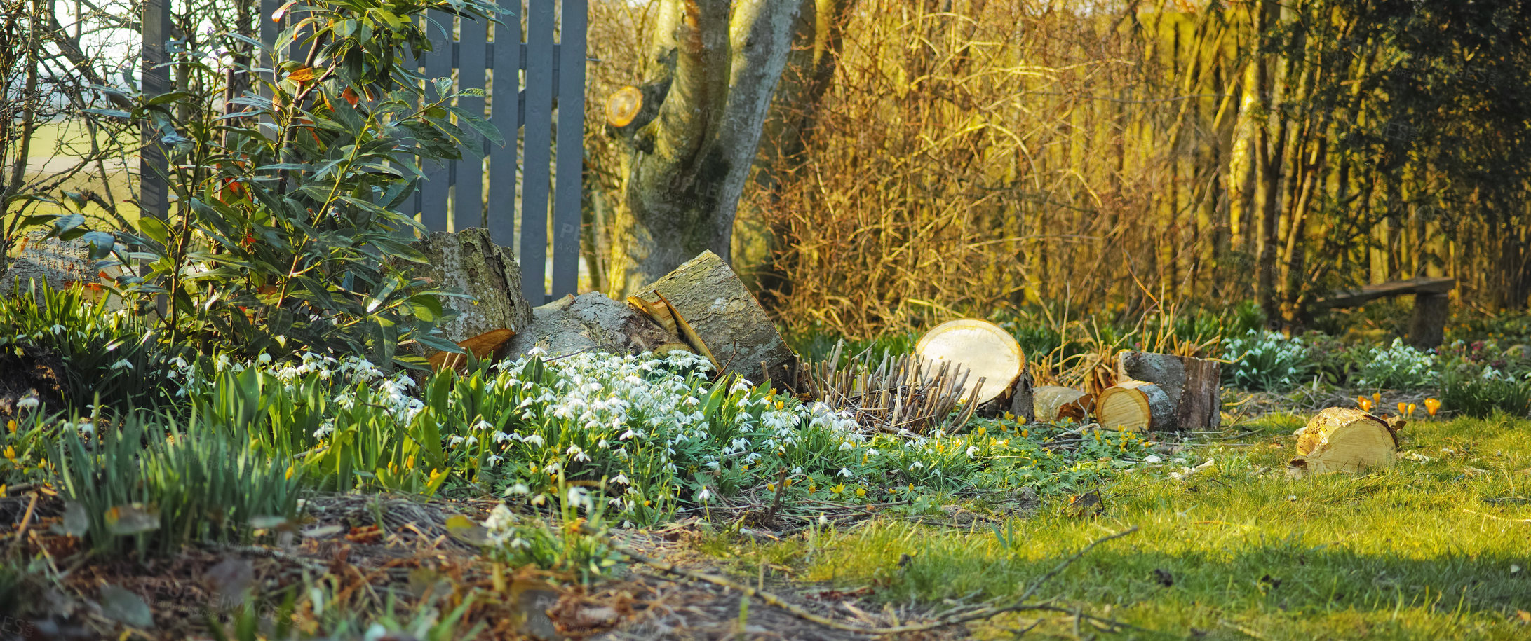 Buy stock photo Outdoor, garden and flowers blossom in nature, growth and meadow for countryside in New Zealand. Peace, spring grass and lawn for sustainable environment, wallpaper location and plants for ecology