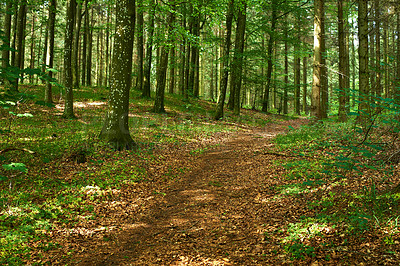 Buy stock photo Tall trees growing in a quiet lush green forest. Soothing  nature with a background of sunshine in the calming woods. Harmony, peaceful zen ambience of a tranquil, hidden jungle in summertime 