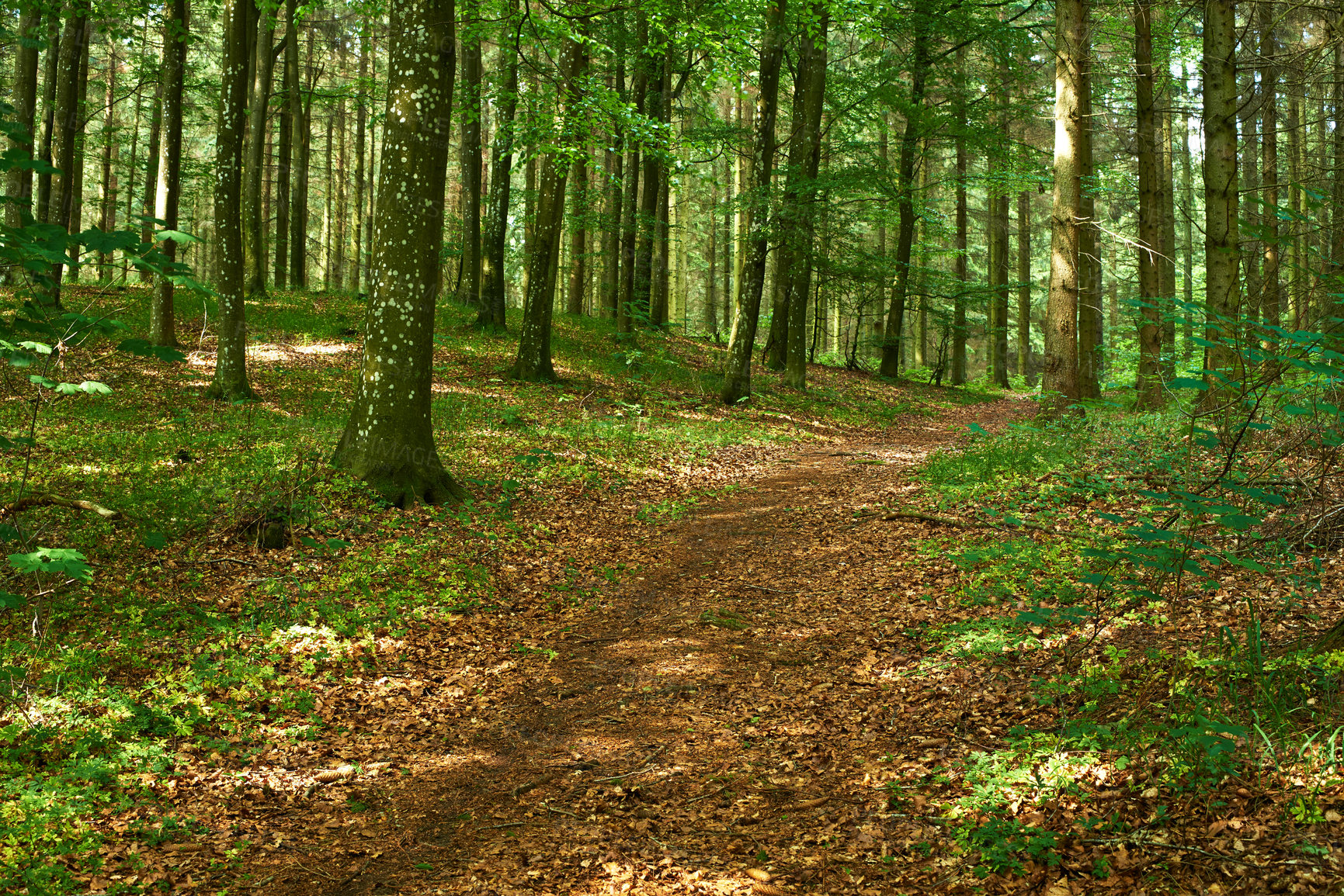 Buy stock photo Tall trees growing in a quiet lush green forest. Soothing  nature with a background of sunshine in the calming woods. Harmony, peaceful zen ambience of a tranquil, hidden jungle in summertime 