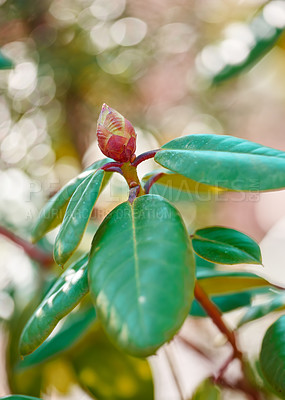 Buy stock photo Bud, rhododendron and flower in nature outdoor with spring bloom, vibrant colour and plant growth. Floral, stem and leaves beauty with sustainable development, natural ecology and environment garden