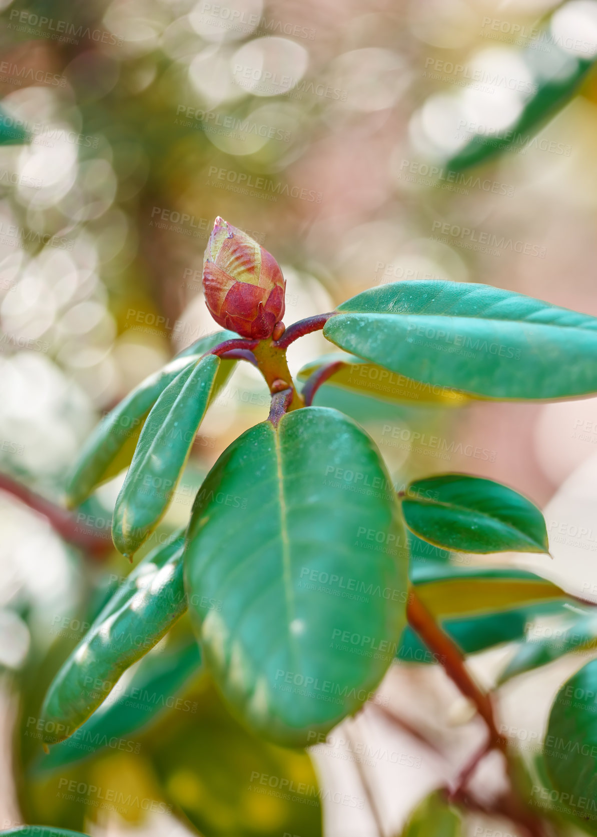 Buy stock photo Bud, rhododendron and flower in nature outdoor with spring bloom, vibrant colour and plant growth. Floral, stem and leaves beauty with sustainable development, natural ecology and environment garden