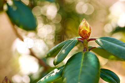 Buy stock photo Flower, plant and garden in nature bud with spring bloom, vibrant colour and environment growth. Floral, stem and leaves beauty for sustainable development, rhododendron ecology and natural peace