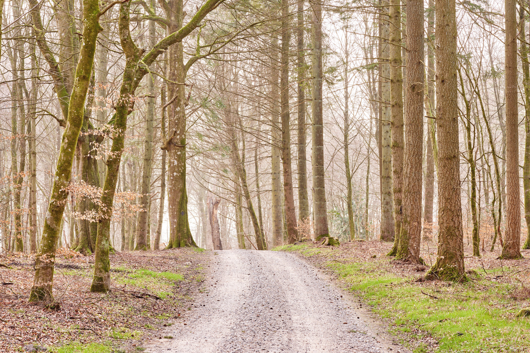 Buy stock photo Quiet lonely forest on a fresh misty morning, tall trees growing along a dirt road on a cold day. Quiet, peaceful nature in harmony with zen and soothing ambience. Tranquil, quiet wood landscape 