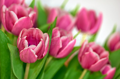 Buy stock photo Tulip, flowers and growth in nature outdoor with spring bloom, vibrant colour and plant in environment. Floral, bouquet and leaves for sustainable development, natural ecology and eco friendly