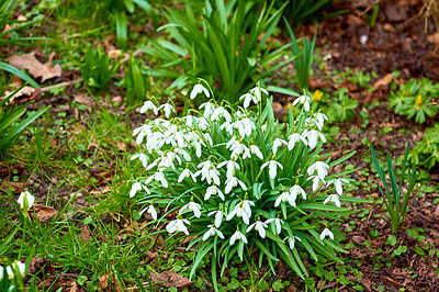 Buy stock photo Flowers, snowdrop and buds in nature outdoor with spring blooming, vibrant colour and plant growth. Floral, garden and blossom with sustainable development, natural ecology and environment landscape