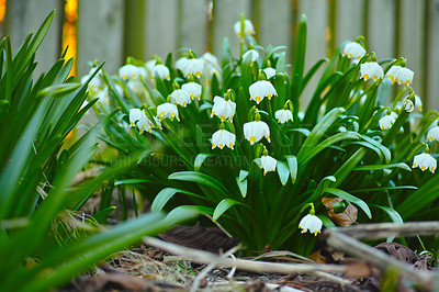 Buy stock photo Flower, snowdrop and buds in garden outdoor with spring blooming, vibrant colour and plant growth. Floral, nature and blossom with sustainable development, natural ecology and environment landscape

