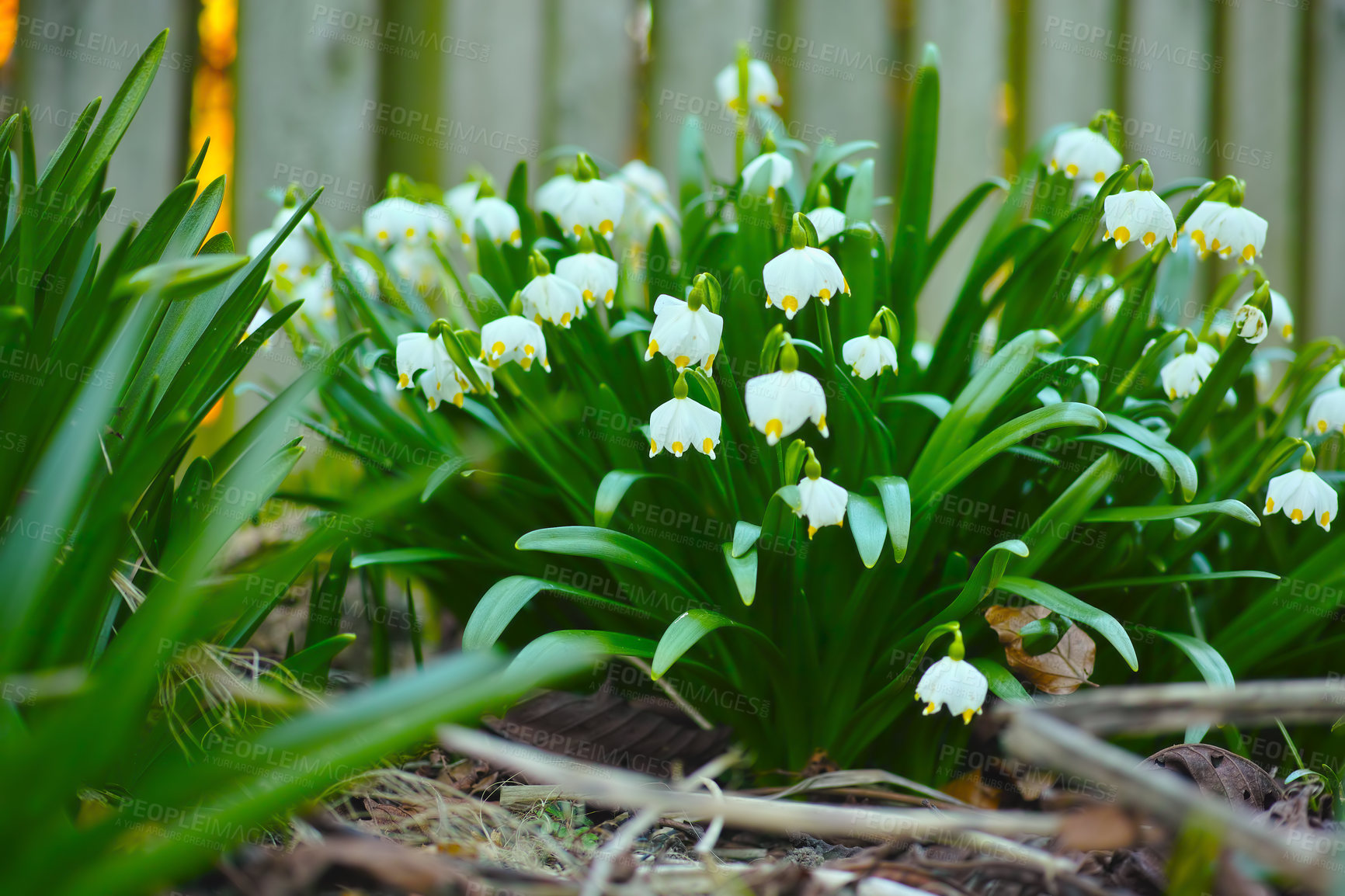 Buy stock photo Flower, snowdrop and buds in garden outdoor with spring blooming, vibrant colour and plant growth. Floral, nature and blossom with sustainable development, natural ecology and environment landscape

