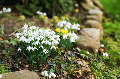 Buy stock photo Galanthus nivalis was described by the Swedish botanist Carl Linnaeus in his Species Plantarum in 1753, and given the specific epithet nivalis, meaning snowy (Galanthus means with milk-white flowers). This narrow-leaved snowdrop, with its delicate white hanging flowers, has become very popular in cultivation and is commonly planted in gardens and parks. It is now a familiar sight even in the British Isles and northern France where it is not native.
Snowdrops and their bulbs are poisonous to humans and can cause nausea, diarrhoea and vomiting if eaten in large quantities.