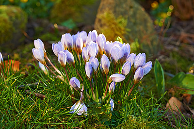 Buy stock photo Low-growing crocus stems grow underground, and purple flowers symbolize rebirth, change, joy, and romantic devotion. Beautiful wild purple flowers growing in the forest or woods