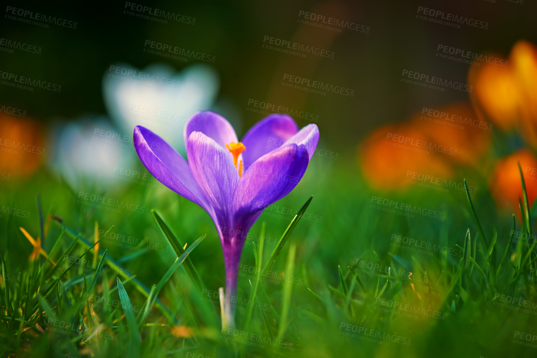 Buy stock photo Low growing crocus, stems grow underground, purple flowers symbolising rebirth, change, joy and romantic devotion. Beautiful wild purple flower growing in the forest or woods