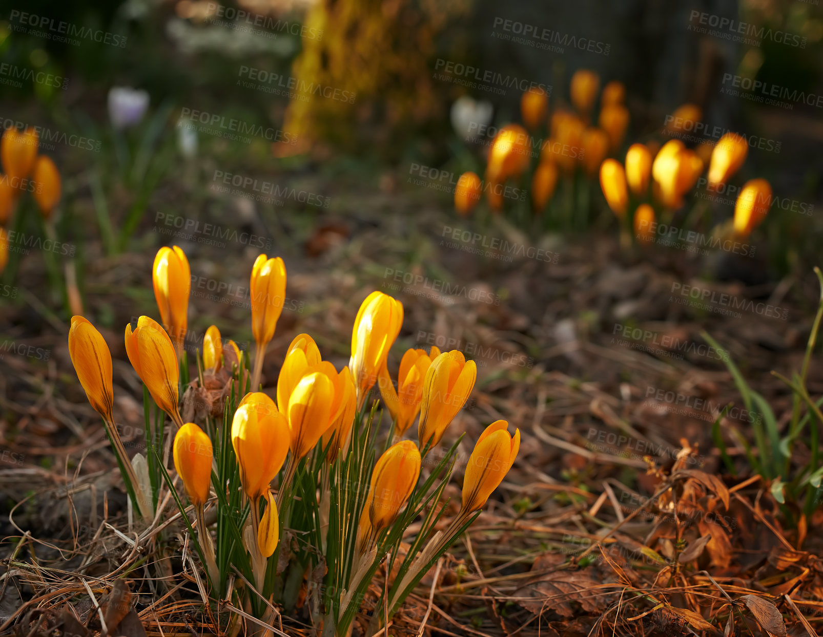 Buy stock photo Low growing crocus, stems grow underground, orange flowers symbolizing rebirth, change, joy and romantic devotion. Beautiful wild orange flowers growing in the forest or woods