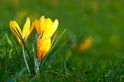 Buy stock photo Closeup of a crocus flower growing on lush green grass during spring outdoors. Low growing yellow flowerhead blossoming or blooming in a backyard. Beautiful wild flora or plant during springtime 