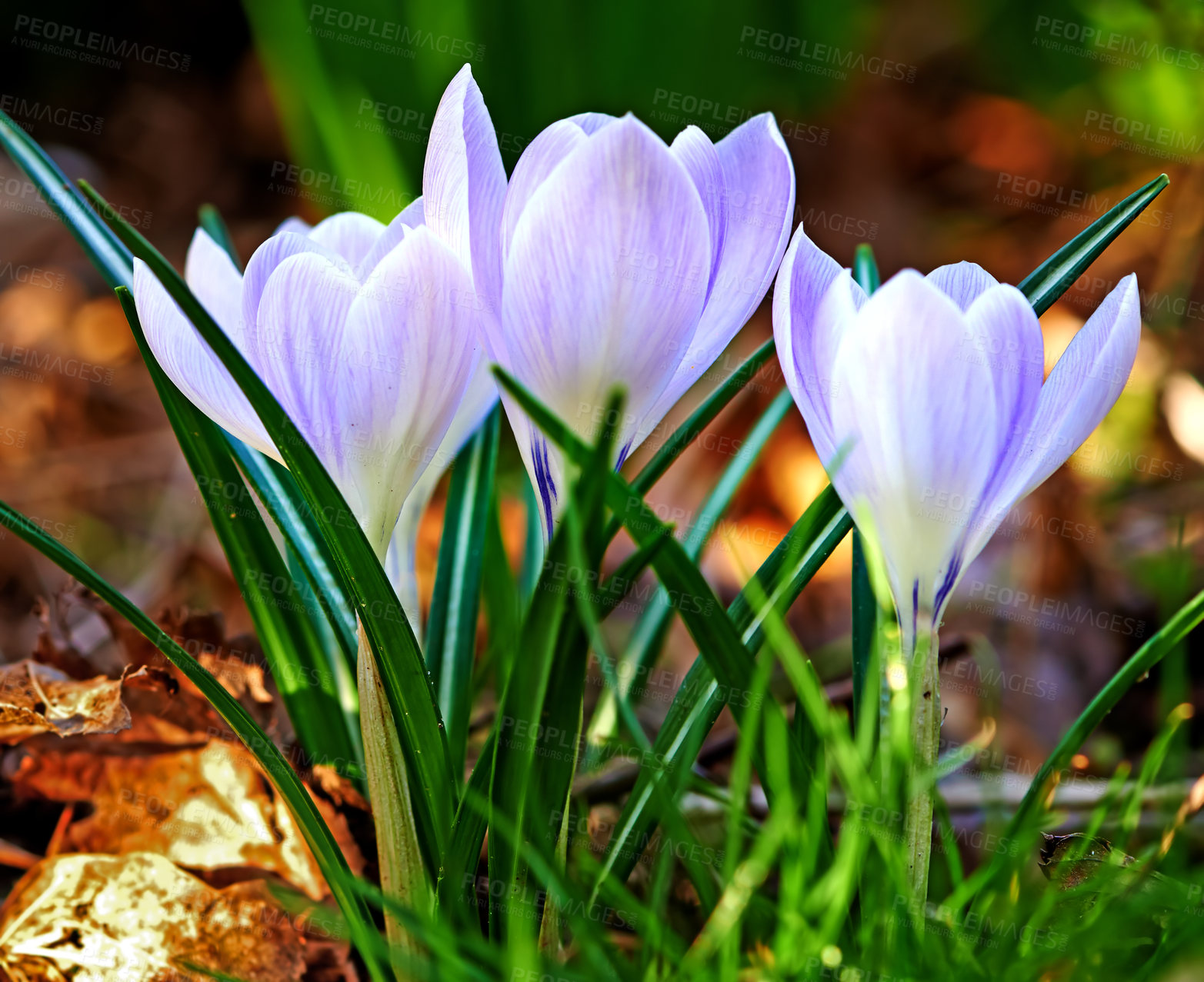 Buy stock photo Low growing crocus, stems grow underground, yellow, orange or purple flowers symbolising rebirth, change, joy and romantic devotion. Beautiful wild purple flowers growing in the forest or woods