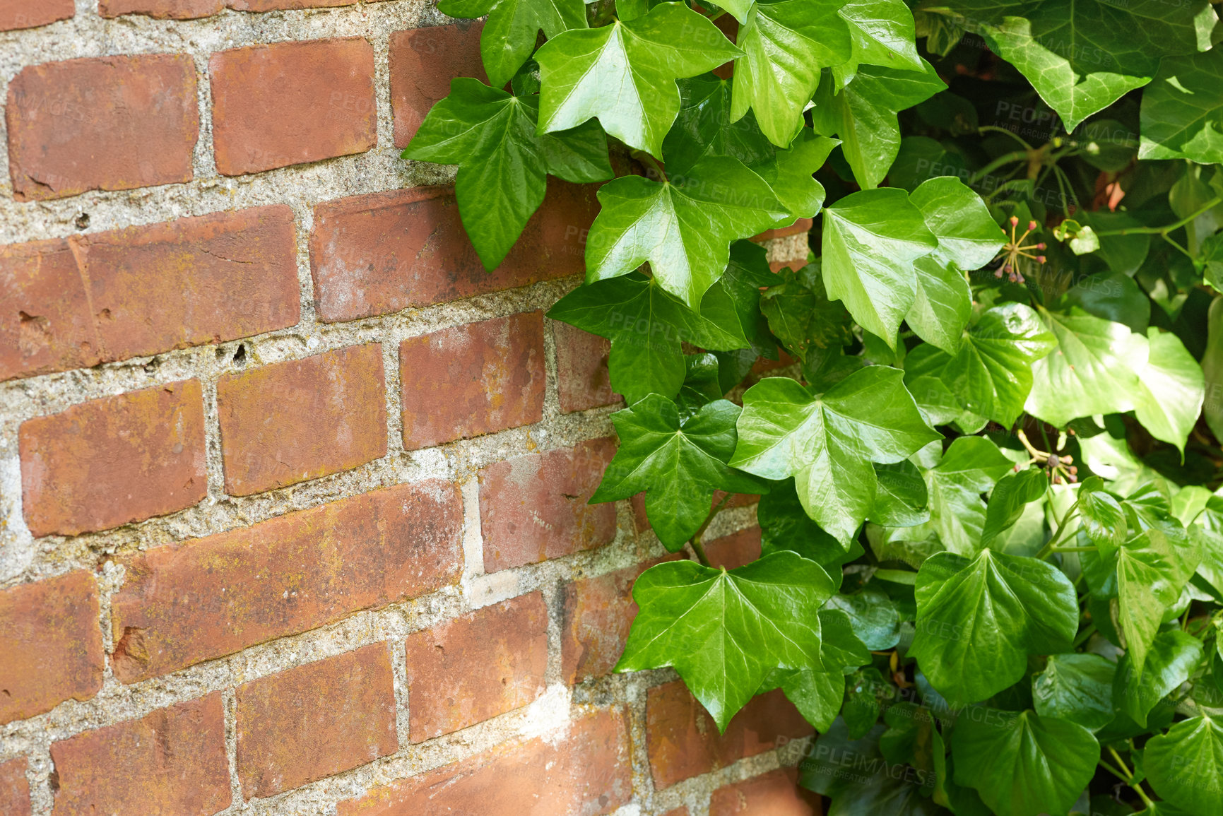 Buy stock photo Cropped shot of a facebrick wall