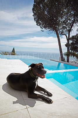 Buy stock photo Dog lying near a pool relaxed on a hot summer day. Pet on holiday with the owner at a modern hotel or getaway home. Animal in the courtyard of a fancy vacation lodge in daytime during summer. 