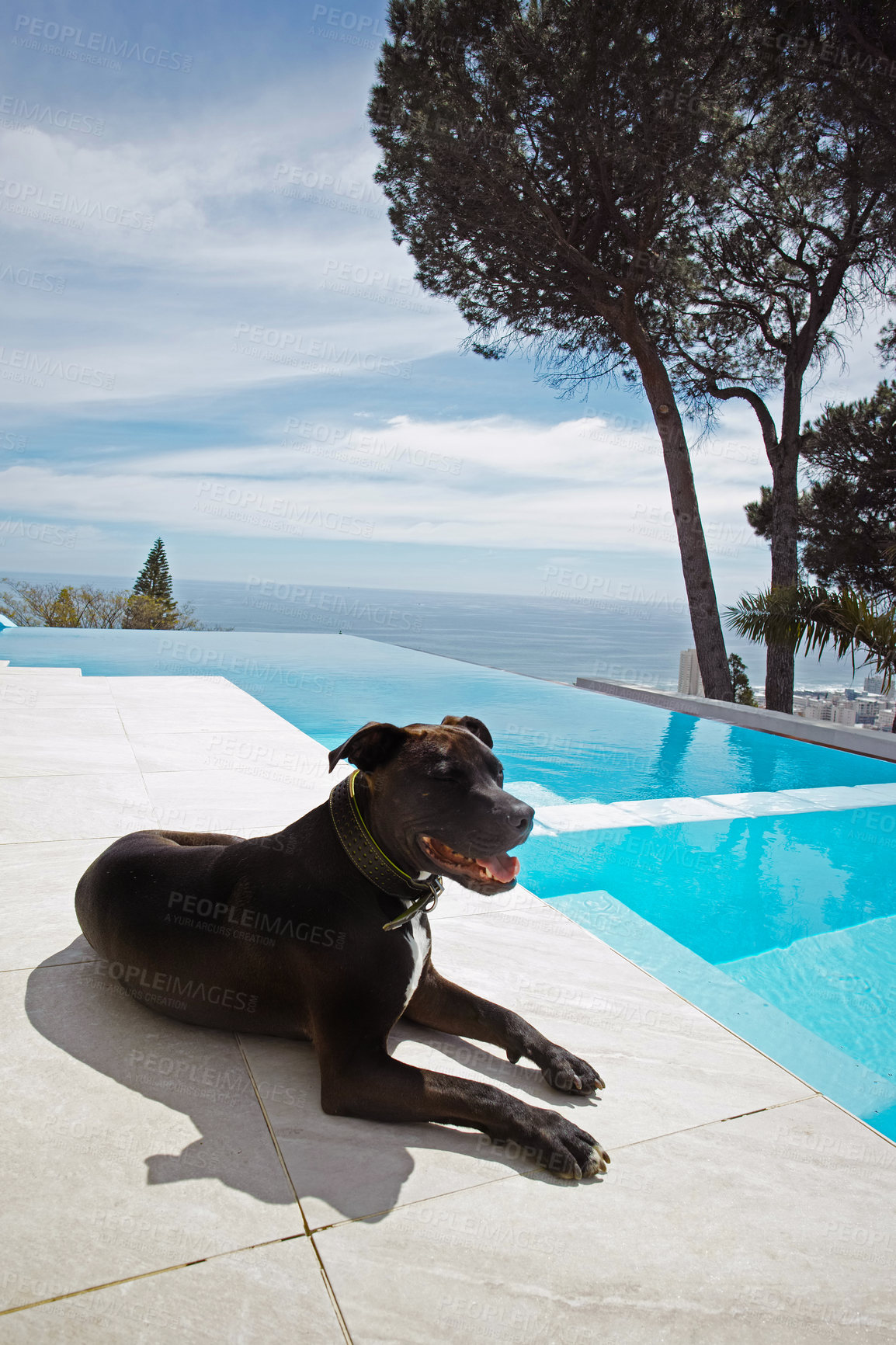 Buy stock photo Dog lying near a pool relaxed on a hot summer day. Pet on holiday with the owner at a modern hotel or getaway home. Animal in the courtyard of a fancy vacation lodge in daytime during summer. 