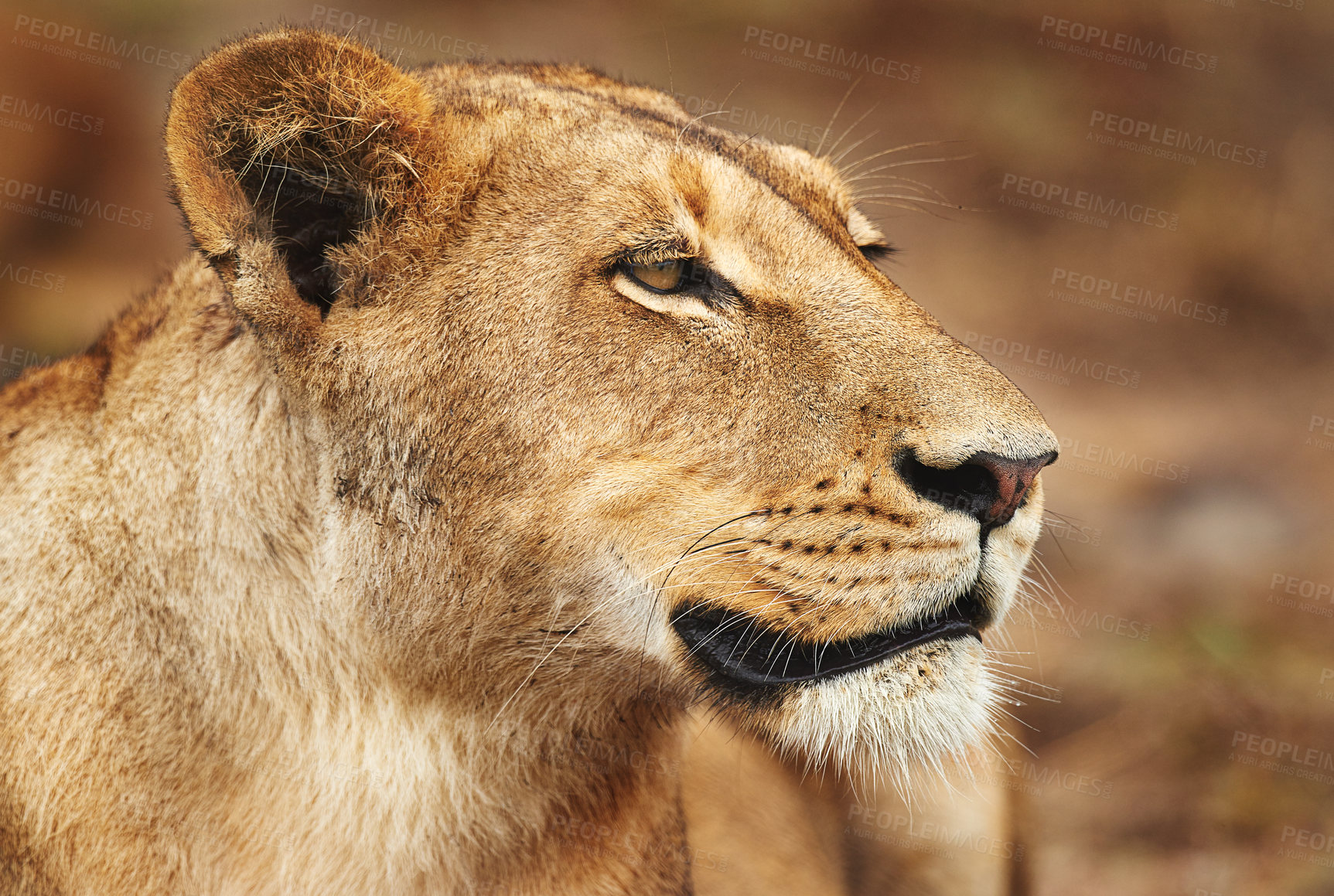 Buy stock photo Lioness, animal and wild cat in safari, park and nature by grass for camouflage in South Africa. Serengeti, travel and predator in savanna for disguise in outdoor environment, habitat and location