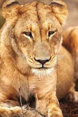 Buy stock photo Lioness, face or wild cat in safari, park and nature by grass for camouflage in South Africa. Serengeti, travel or female predator in savanna terrain for outdoor environment or natural animal habitat