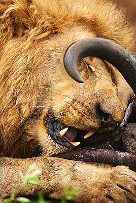 Buy stock photo Cropped shot of a lion eating his prey the plains of Africa