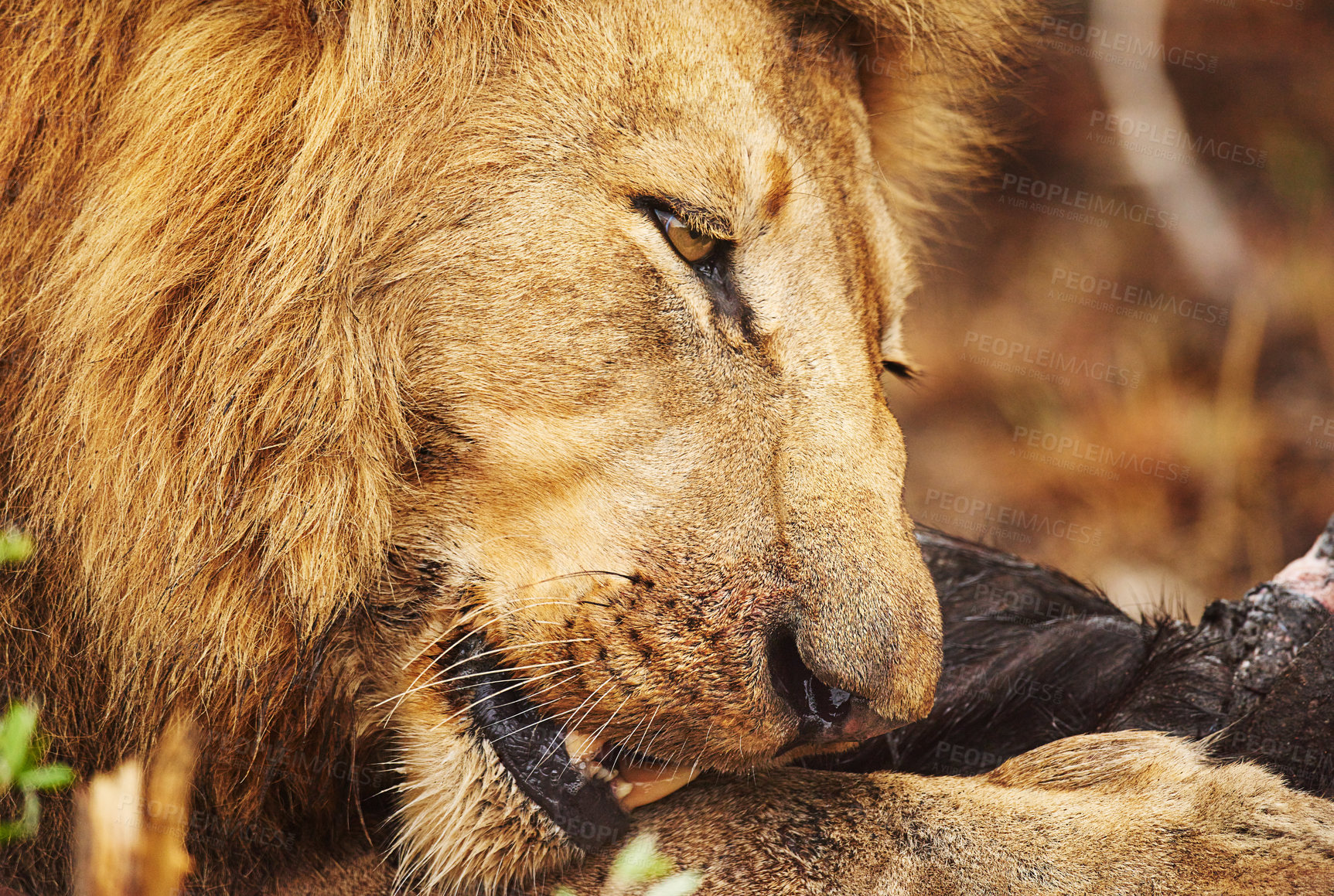 Buy stock photo Cropped shot of a lion eating his prey the plains of Africa