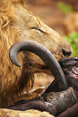 Buy stock photo Cropped shot of a lion eating his prey the plains of Africa