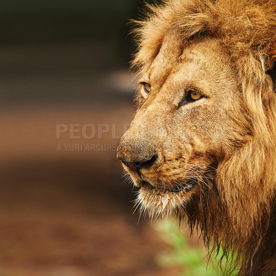 Buy stock photo Cropped shot of a lion on the plains of Africa