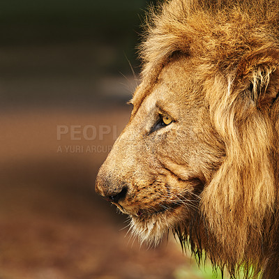 Buy stock photo Cropped shot of a lion on the plains of Africa