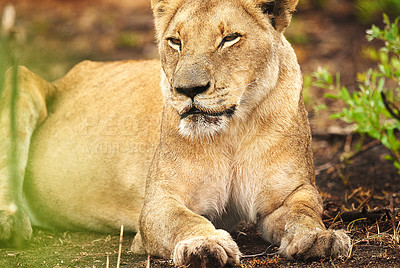 Buy stock photo Cropped shot of a lioness on the plains of Africa