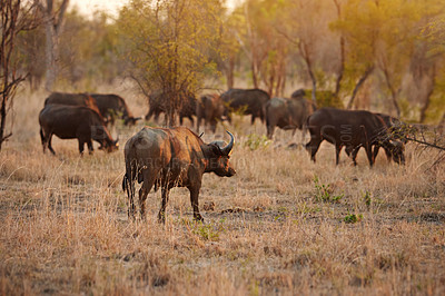 Buy stock photo Full length shot of a group of buffalo on the African plains