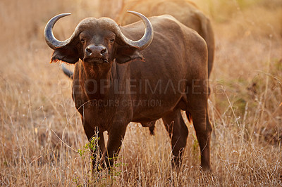 Buy stock photo Full length shot of two buffalo on the African plains