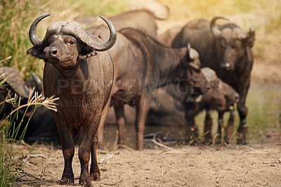 Buy stock photo Full length shot of a group of buffalo on the African plains