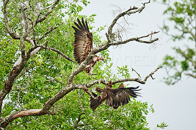 Buy stock photo Full length shot of two Hooded Vultures landing in a tree