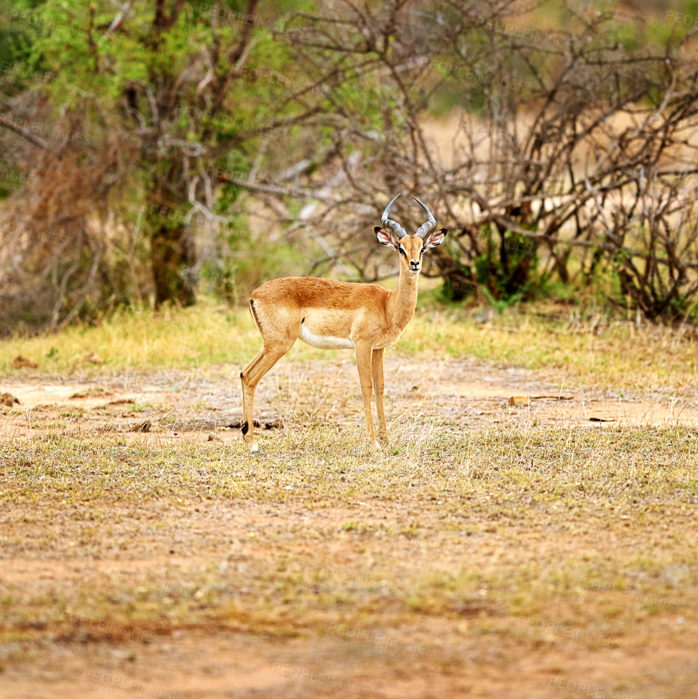Buy stock photo Full length shot of an antelope on the plains of Africa