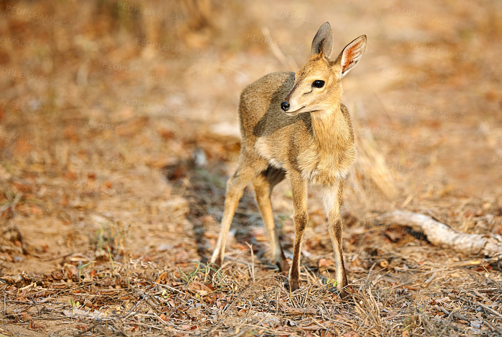 Buy stock photo Safari, animal and young nyala in nature with grassland conservation, outdoor travel park and biodiversity in field. Wildlife, ecology and indigenous baby antelope in bush on African game reserve