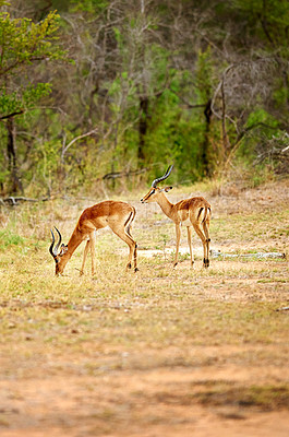 Buy stock photo Full length shot of two antelope on the plains of Africa