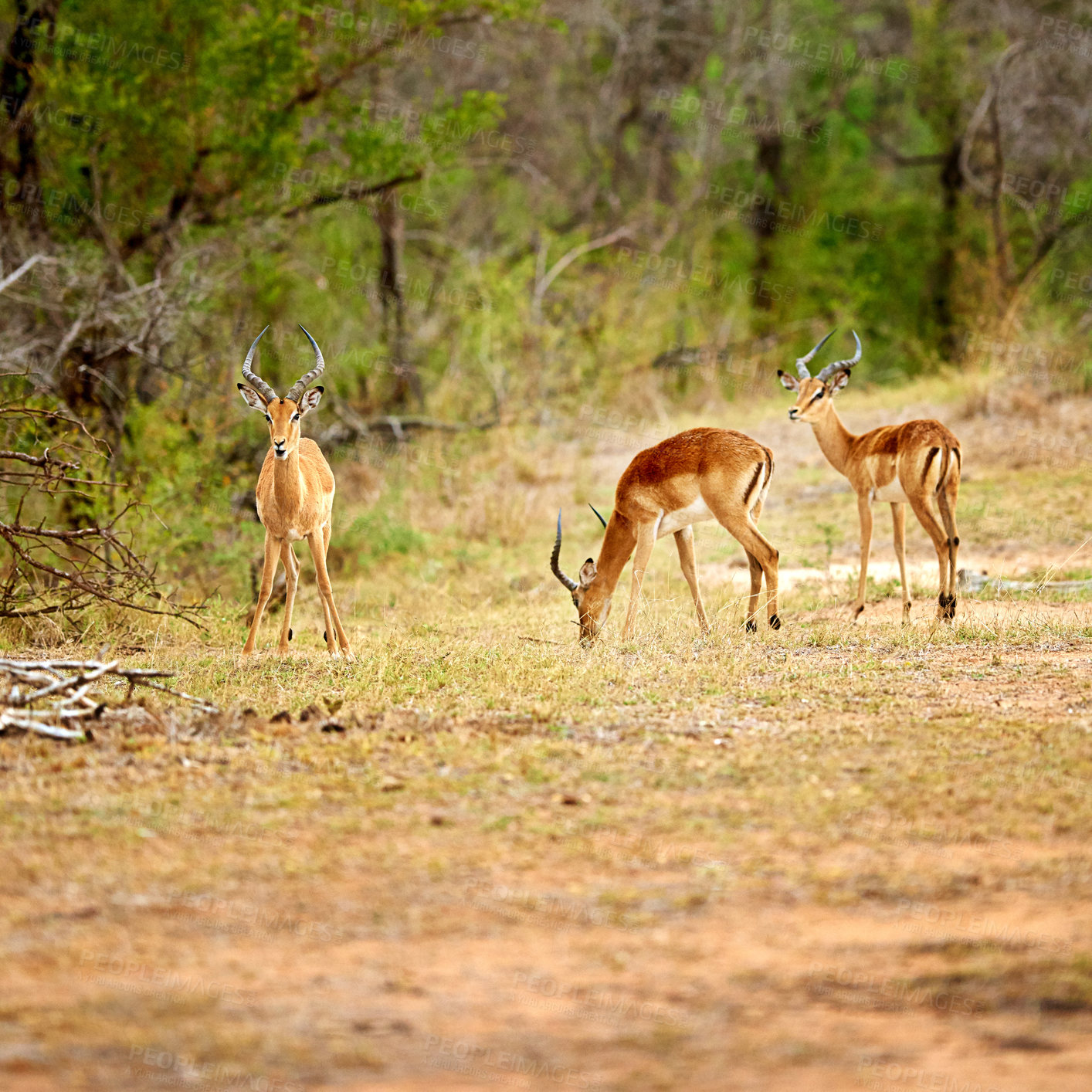 Buy stock photo Antelope, herd and environment in nature for habitat, eating or protection in reserve. Impala, grazing or field for wallpaper with sustainability, food source or healthy ecosystem for growth in Kenya