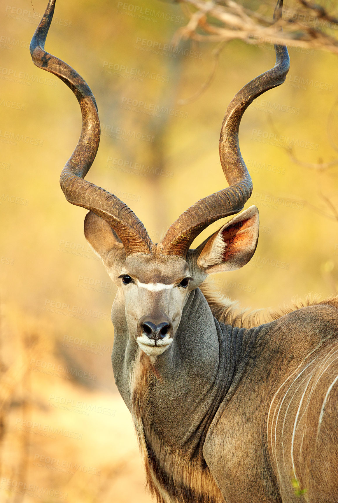 Buy stock photo Cropped shot of a male kudu on the plains of Africa