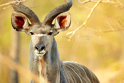 Buy stock photo Animal, wildlife and kudu outdoor in savannah with plants, nature and antelope in game reserve. Safari, sun and Kenya with buck in protected area for sustainability of indigenous fauna in habitat