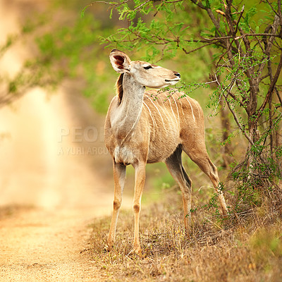 Buy stock photo Full length shot of a male Nyala on the plains of Africa