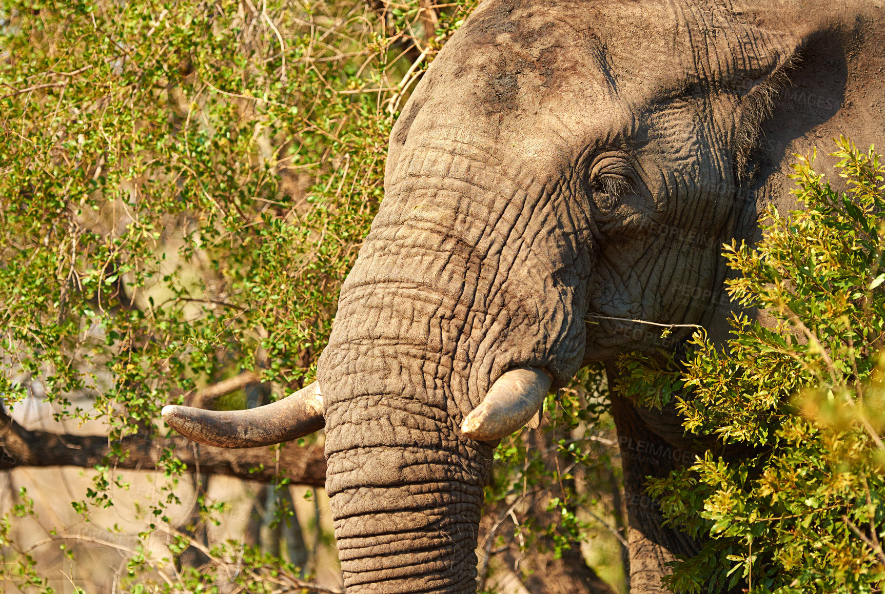 Buy stock photo Elephant, environment and wildlife in nature for conservation, sustainability and mammal with ivory tusk. Indigenous animal, ecosystem and bush outdoor for biodiversity, habitat and natural in Africa