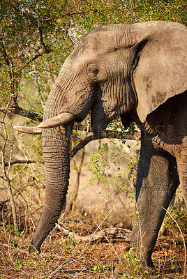 Buy stock photo Cropped shot of an elephant in it's natural habitat